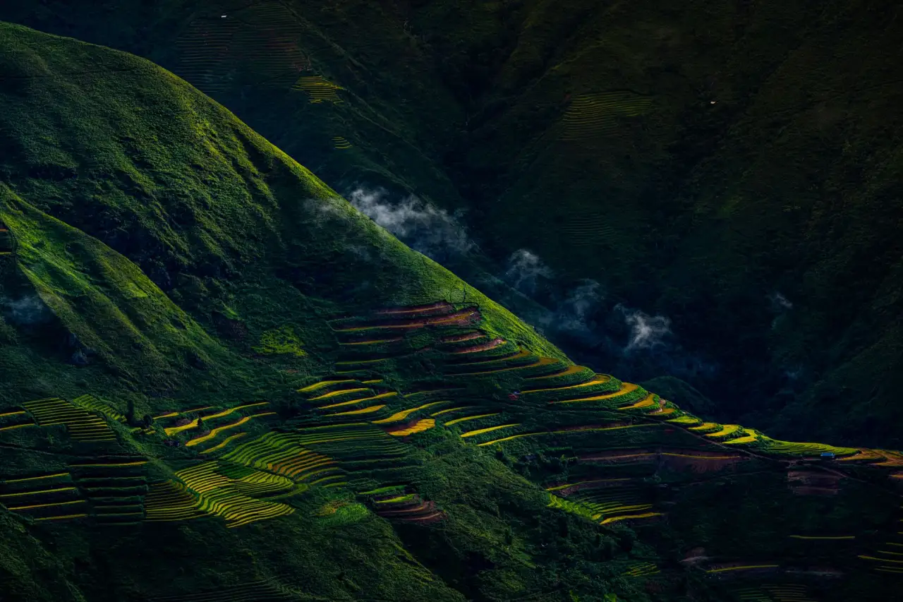 毛发移植术中毛囊提取技术的演进与临床操作规范研究