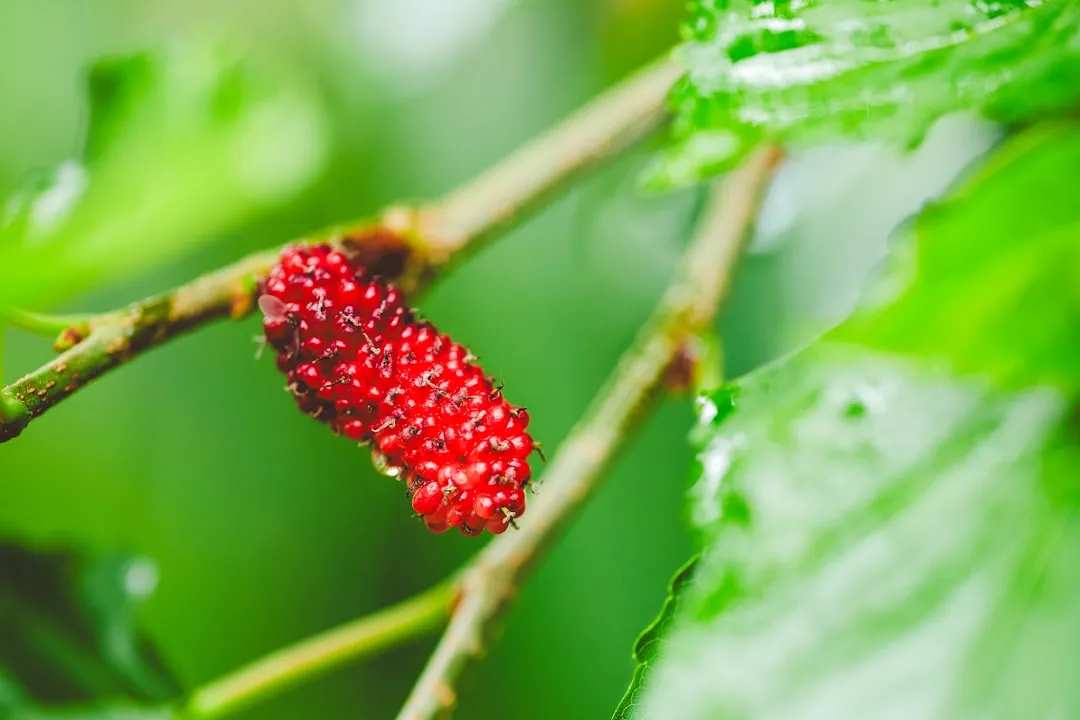 新型植发手术器械的力学优化设计及其应用效果评估