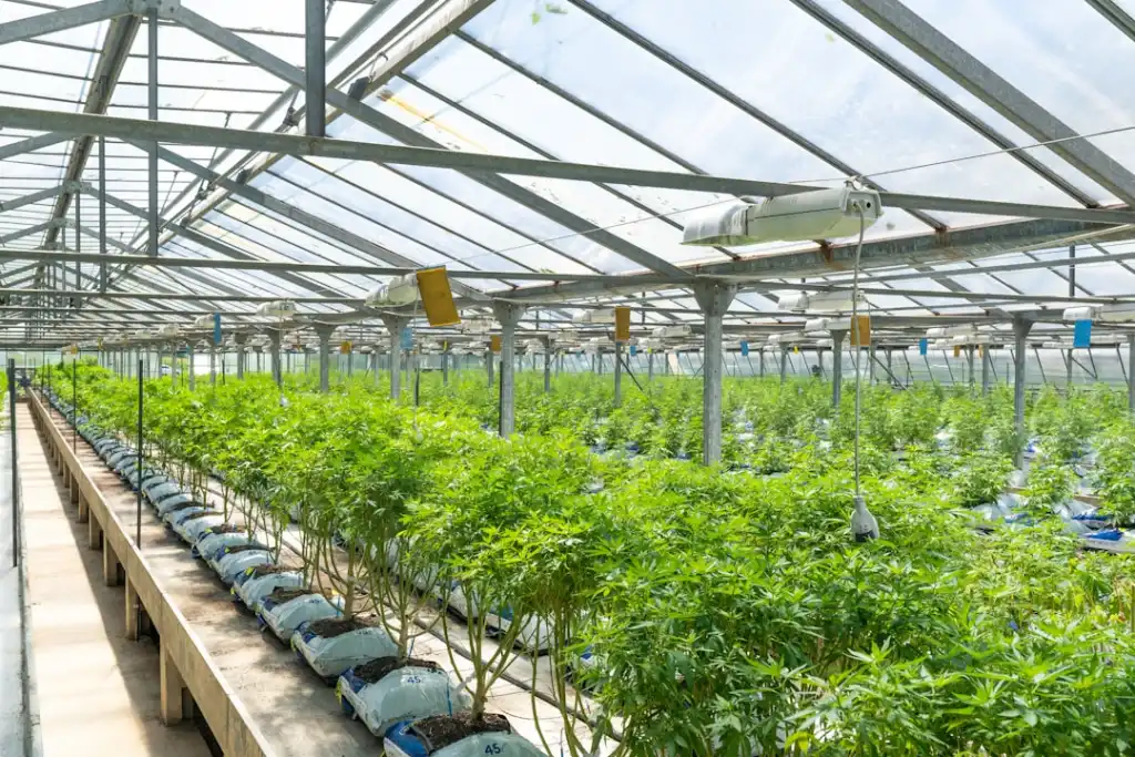 植发术中毛囊提取技术的前沿突破与临床应用进展
