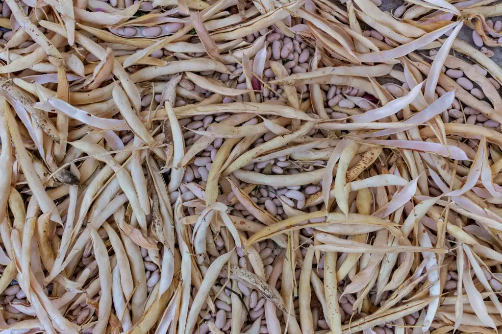 植发手术器械精细化改良对毛囊提取存活率的提升路径分析